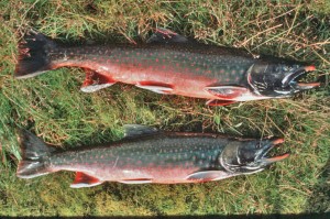 Wild Arctic Char