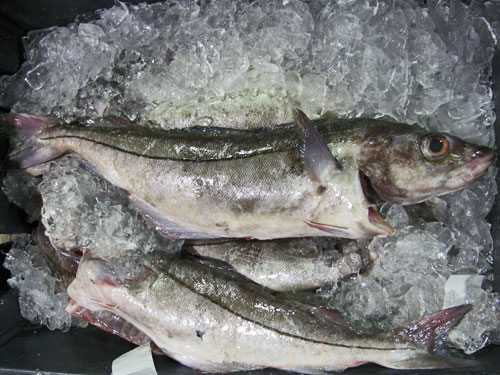 Atlantic Haddock