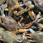 blue crabs
