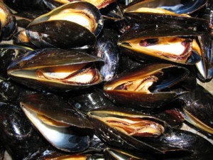 cooked blue mussels