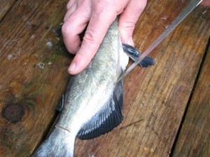 catfish-cutting underside