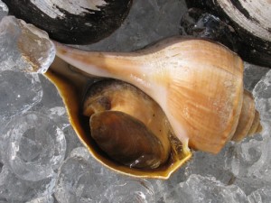 Channeled Whelk