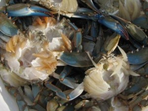 cleaned-blue-crabs