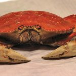 Dungeness crab