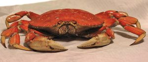 cooked dungeness crab