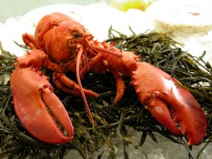 Cooked Maine Lobster