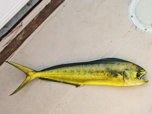 mahi mahi dolphin fish