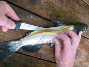 filleting-catfish-1