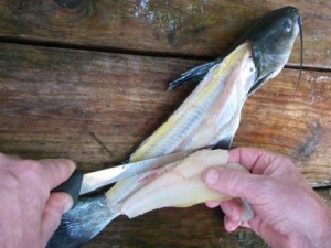 filleting catfish