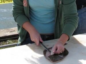 filleting-flounder-top2