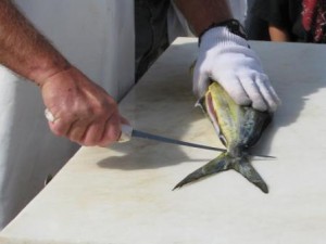 filleting-mahi