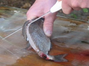 cleaning fish