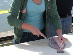 flounder-underside3