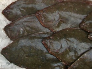 Fresh Fluke (summer flounder)