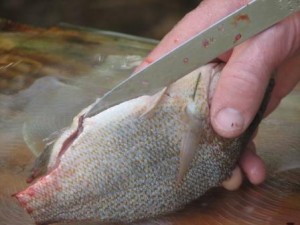 gutting fish