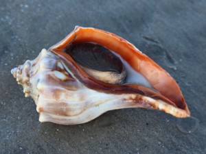 Knobbed Whelk