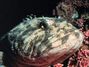 lingcod