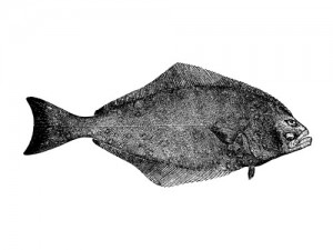 pacific halibut illustration