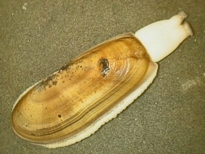 Pacific razor clam