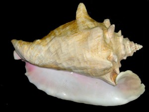 Queen Conch Shell