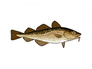 scrod