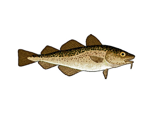 Scrod Cod Scrod – Fresh Seafood