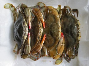 Soft Shelled Crabs