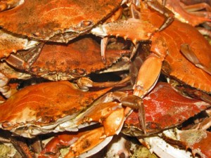 Steamed Chesapeake Bay Crabs