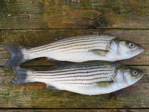 striped bass