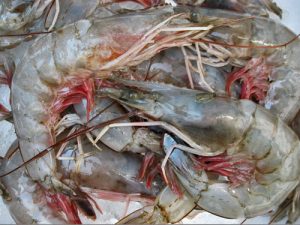 fresh heads on shrimp