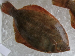 Yellowtail Flounder