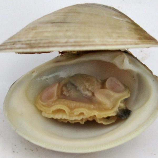 A Littleneck Clam