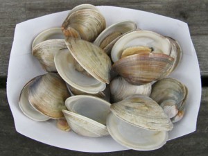 aquaculture - farm raised clams