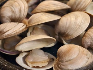 Steamed Littleneck Clams