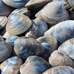 Quahog Clams