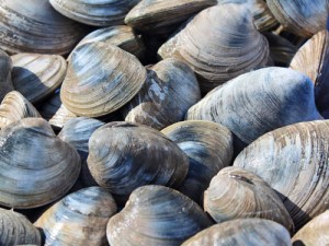 Wild Caught Quahog Clams