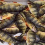 yellow perch