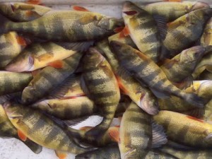 Winter Yellow Perch