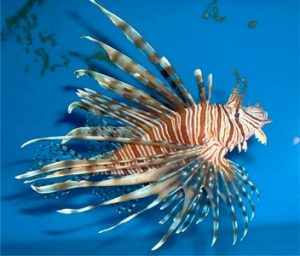 invasive species lionfish