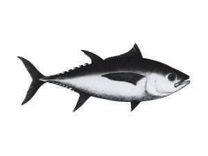 bigeye tuna