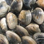 quahog clams