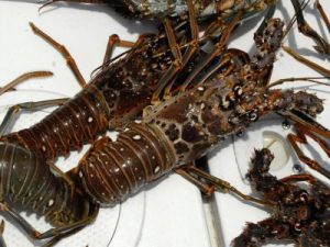 spiny lobster