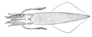 longfin squid
