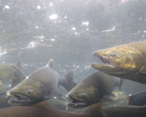 Fall Chinook Salmon spawning